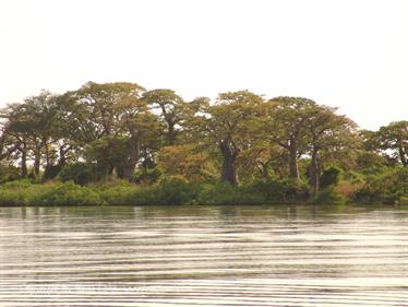 Gambia 05 Ausflug ins Saloum-Delta und zur Insel Ginack,_DSC00840b_B740